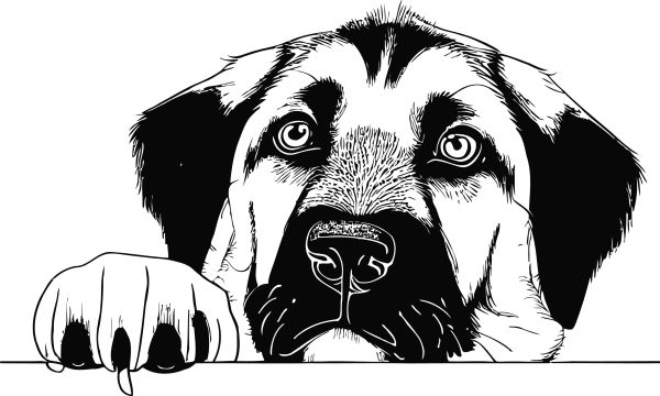 Anatolský pastevecký pes - B