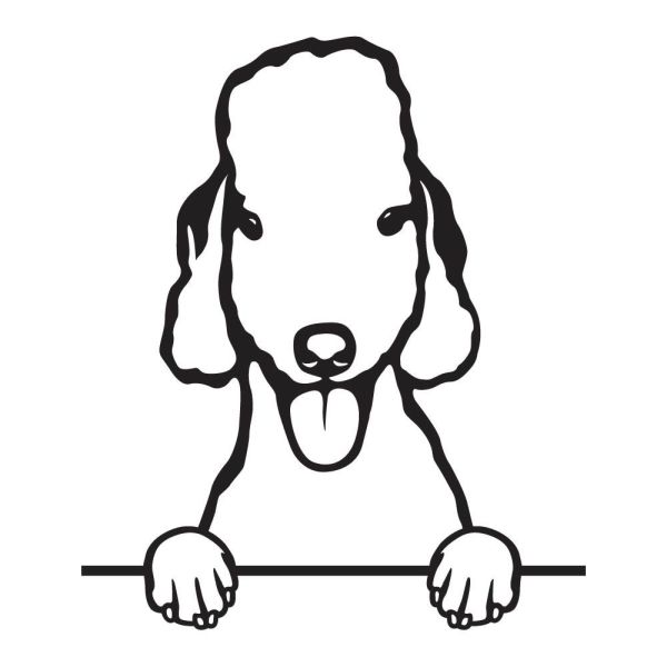 Bedlingtonský teriér - A