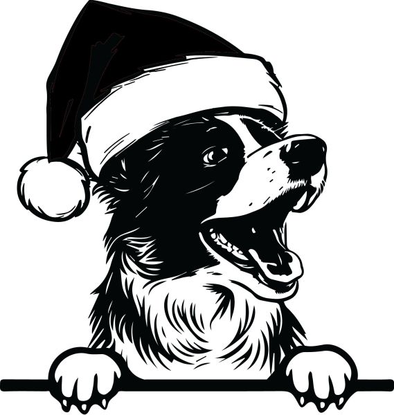 Border kolie - I (Vánoční)