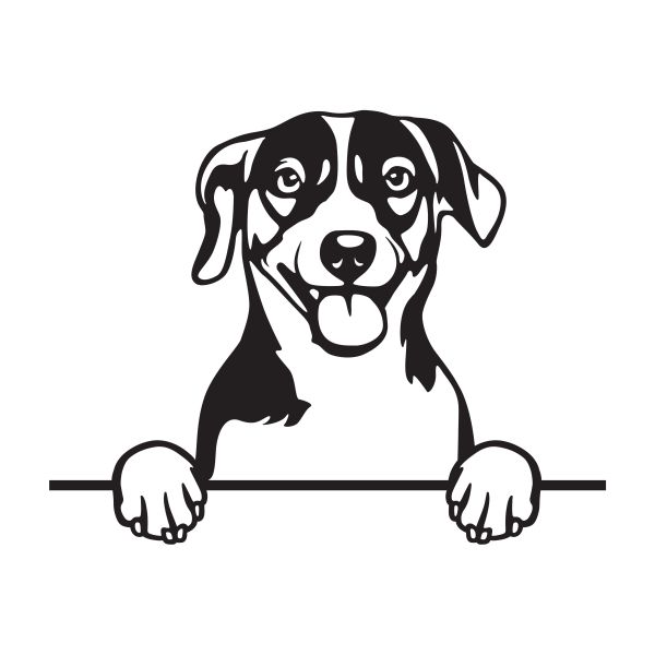 Jack Russell Teriér - B