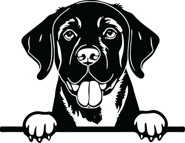 Labradorský retrívr - K