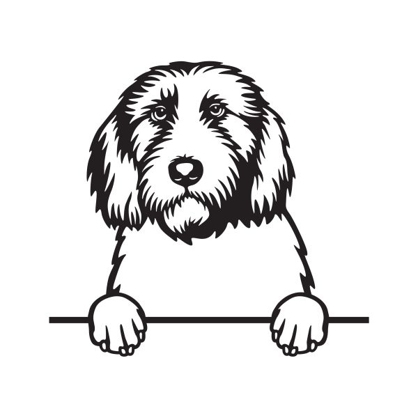 Malý hrubosrstý vendéeský baset - A