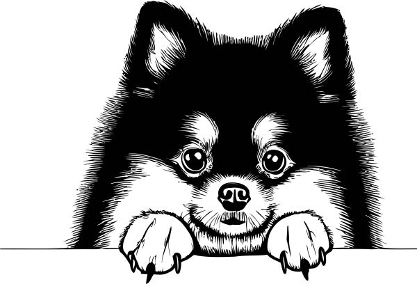Pomeranian - B