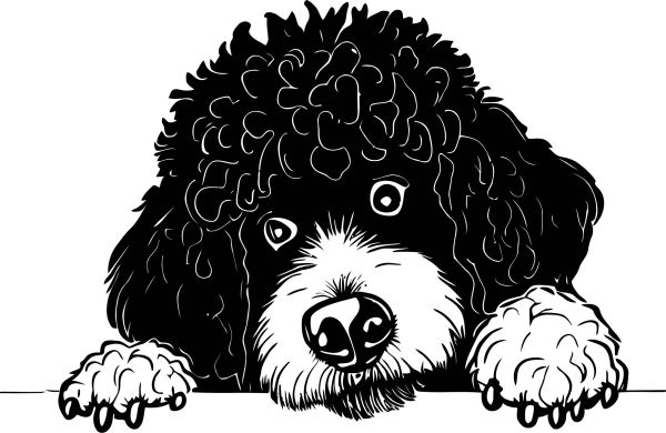 Portugalský vodní pes - B