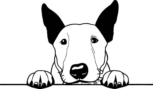 Anglický bulteriér - B