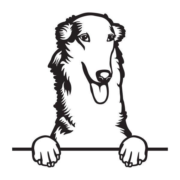 Barzoj - ruský chrt - C