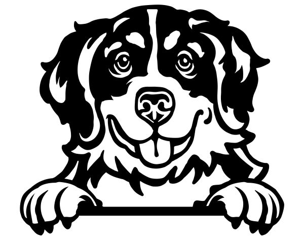 Bernský salašnický pes - C