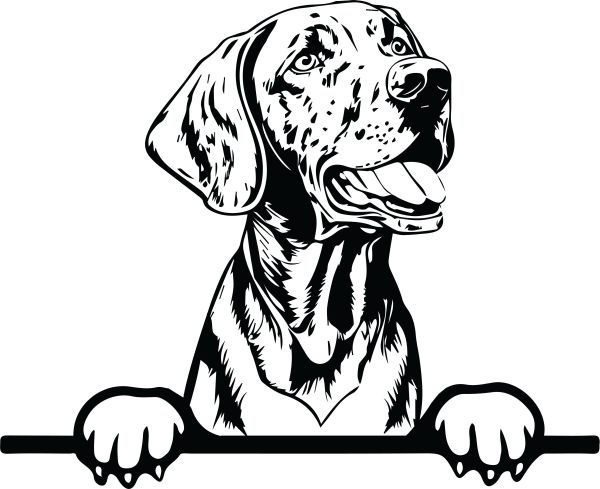 Maďarský ohař krátkosrstý - E