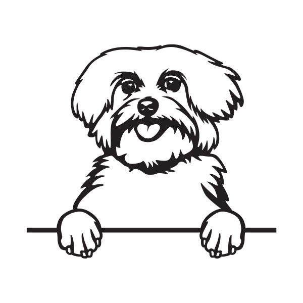 Maltézský psík - A