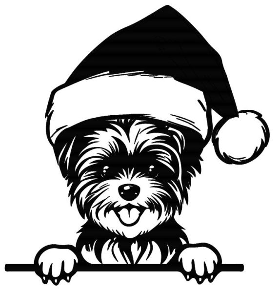 Morkie - E (Vánoční)