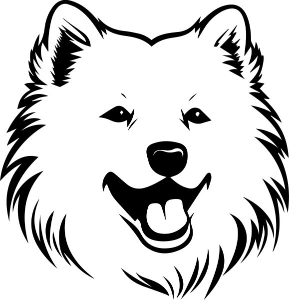 Samojed - B