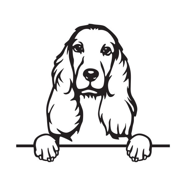 Anglický kokršpaněl - B