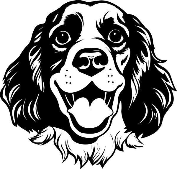 Anglický kokršpaněl - E