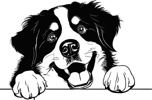 Bernský salašnický pes - B