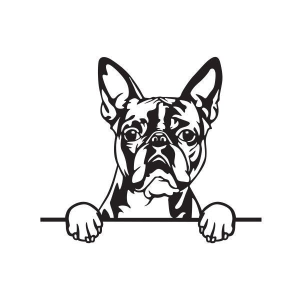 Bostonský teriér - A