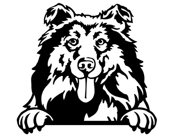 Kolie dlouhosrstá - B