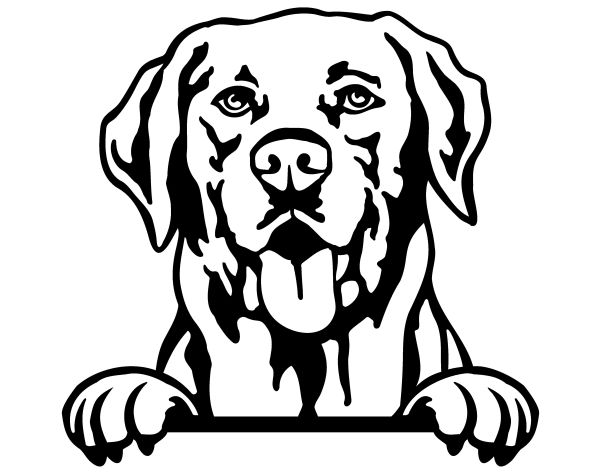 Labradorský retrívr - E