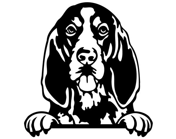 Modrý mývalí pes - (modrý coonhound) - D