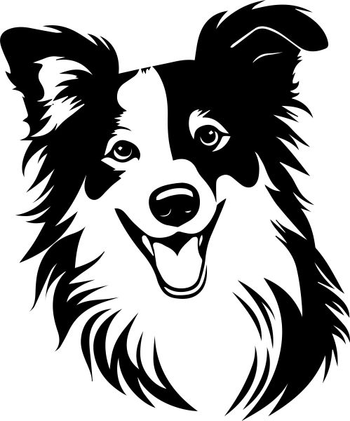 Šeltie (Shetlandský ovčák) - E