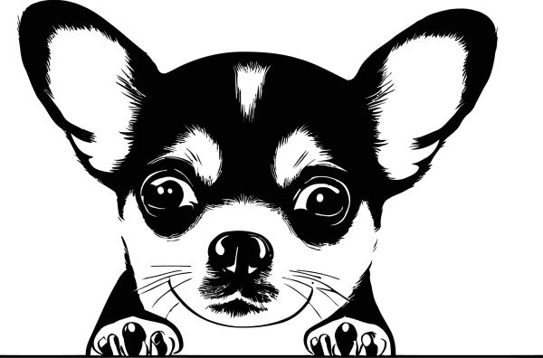 Trpasličí pinč - B