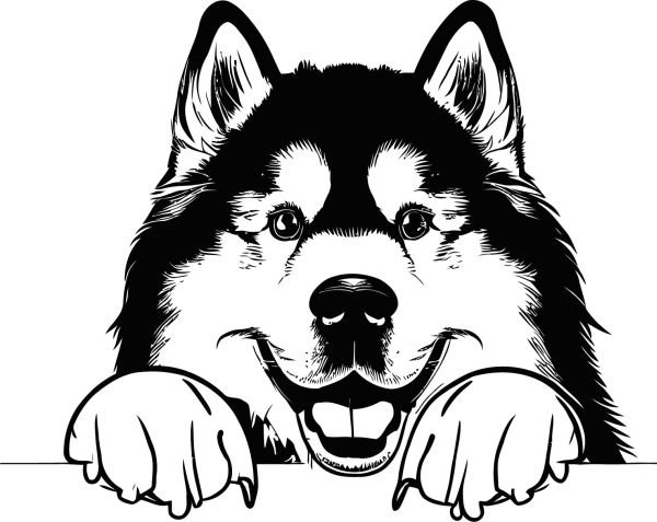 Aljašský malamut - D