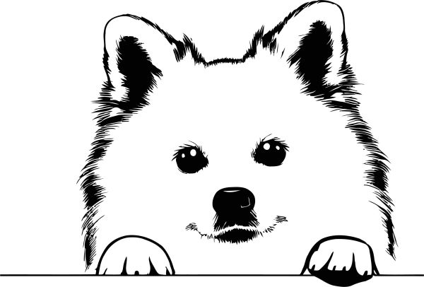 Americký eskymácký pes - C