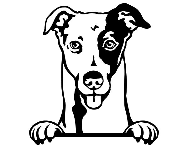 Anglický chrt (greyhound) - C