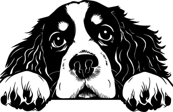 Anglický kokršpaněl - D