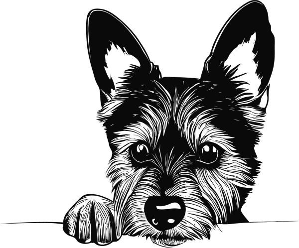 Australský teriér - C