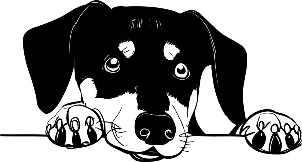 Beauceron - beaucký ovčák - B