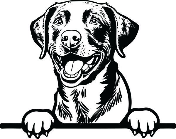 Chesapeake Bay retrívr - E