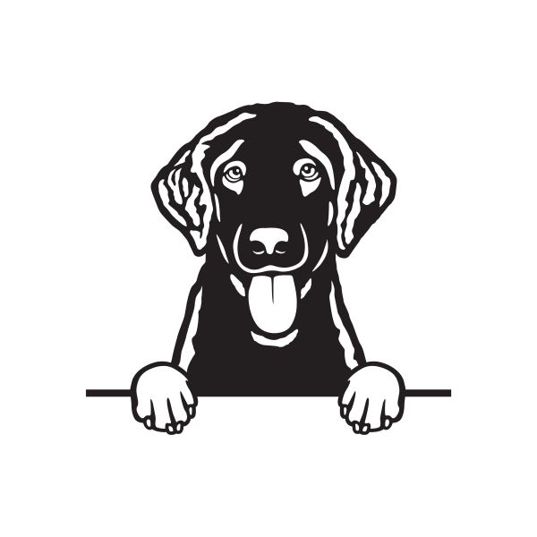 Kudrnatý retrívr (Curly-Coated) - A