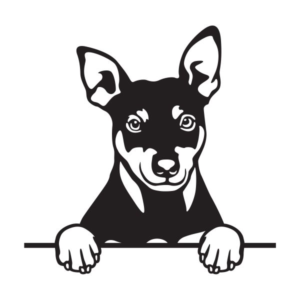 Manchesterský teriér - A