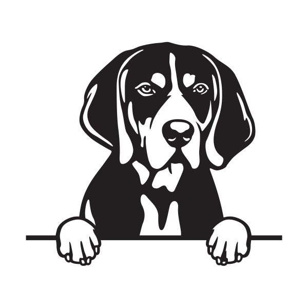 Modrý mývalí pes - (modrý coonhound) - A