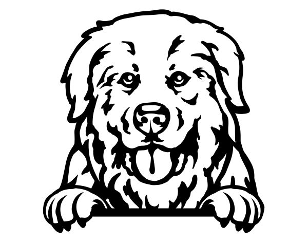 Pyrenejský horský pes - E