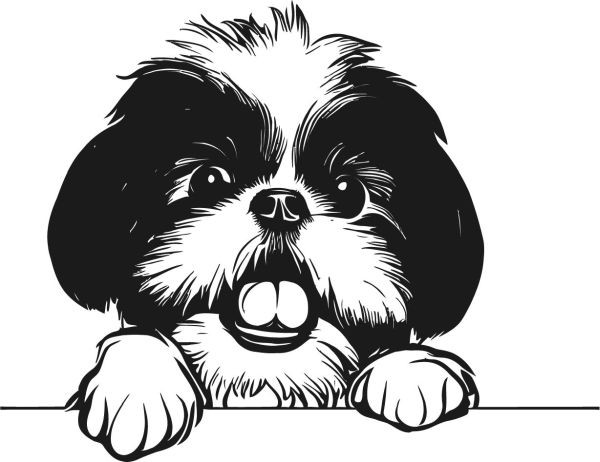Shih-tzu - G