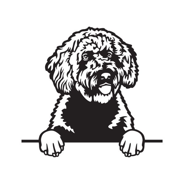 Španělský vodní pes - A