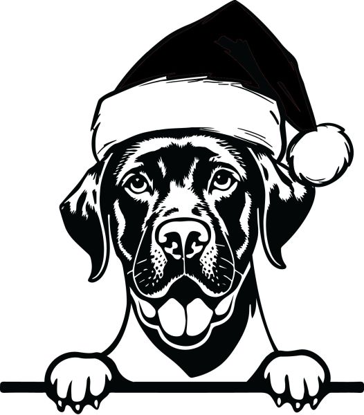 Zlatý retrívr - J (Vánoční)