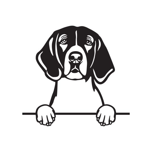 Americký foxhound - A