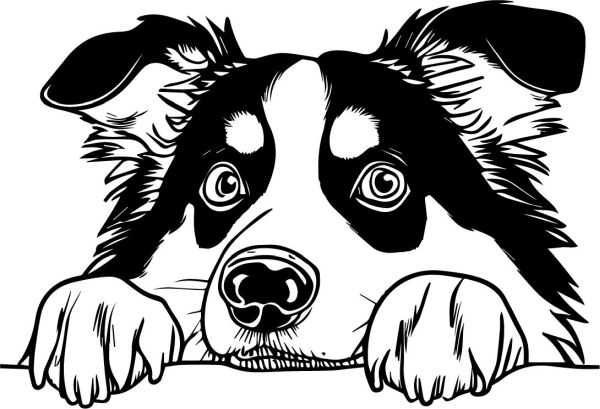 Australský ovčák - B