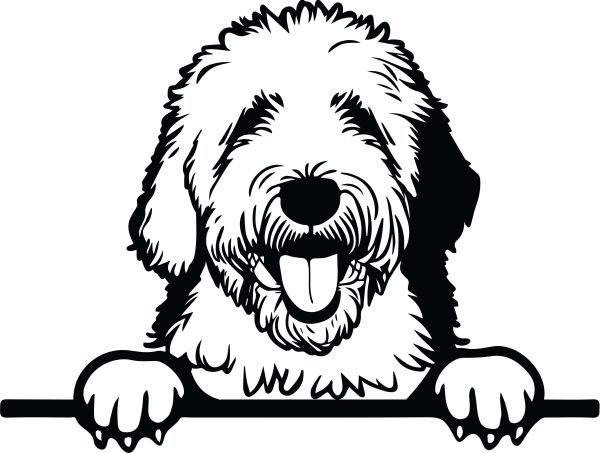 Bobtail - Staroanglický ovčák (bobtail) - H