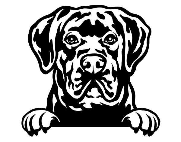 Cane Corso - B