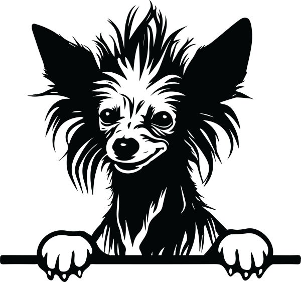 Čínský chocholatý pes - E