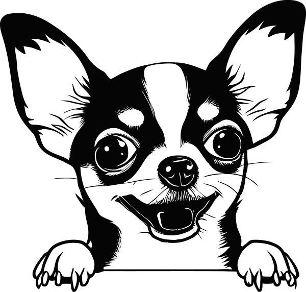 Čivava krátkosrstá - D