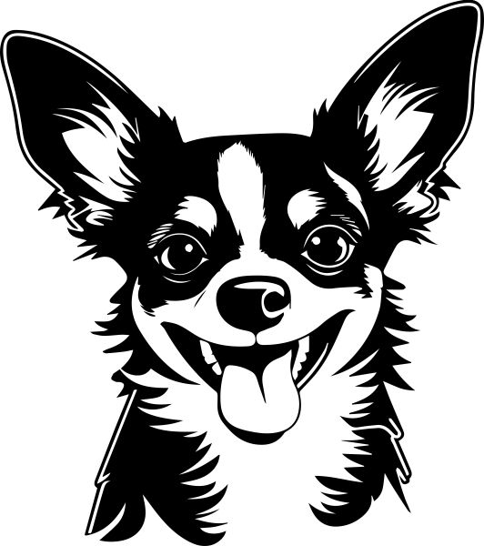 Čivava krátkosrstá - G