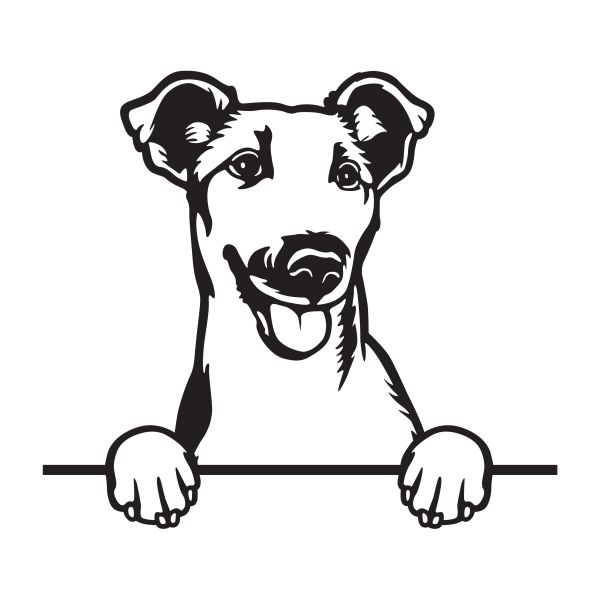 Foxteriér hladkosrstý - A