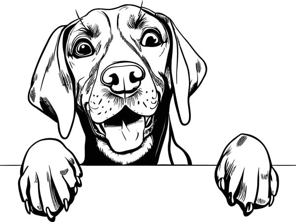 Maďarský ohař krátkosrstý - D