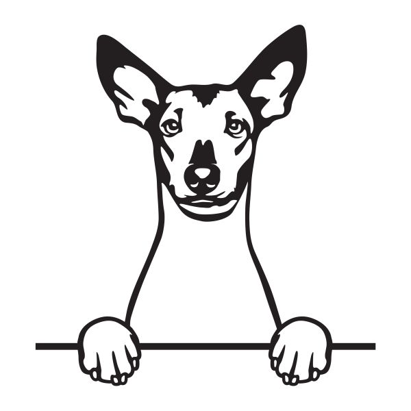 Mexický naháč - Xoloitzcuintli -A