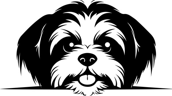 Shih-tzu - F
