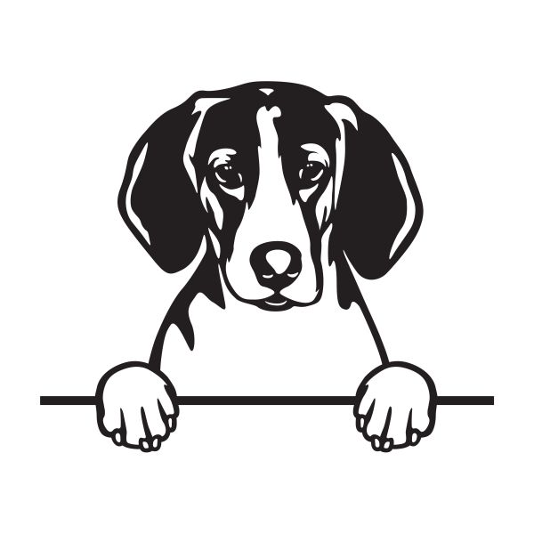 Treeing Walker Coonhound - A